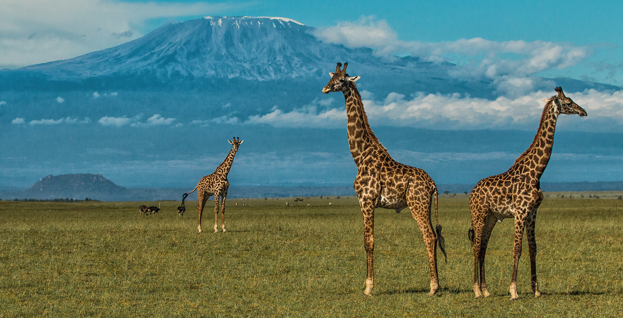 Safari 3 giorni tsavo est e Amboseli